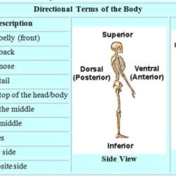 Anatomy directional terms quiz pdf