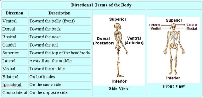 Anatomy directional terms quiz pdf