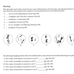 Mitosis and meiosis test answer key