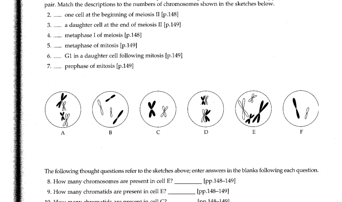 Mitosis and meiosis test answer key