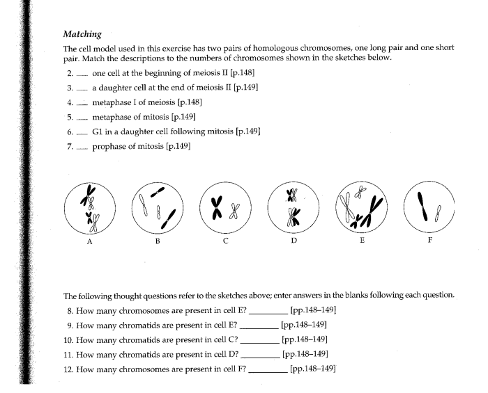 Mitosis and meiosis test answer key