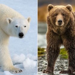 Pizzly grizzly polar beruang hybrids grolar become arctic spreading captivity iklim perubahan lahirkan spesies didapat liar penampakan diprediksi anatomi keuntungan