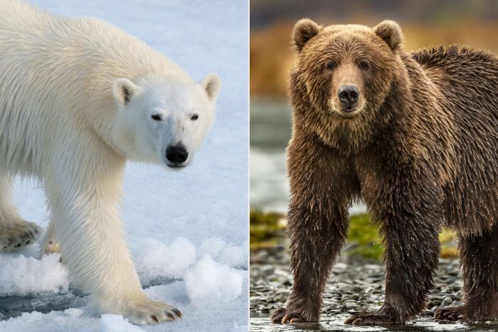 Pizzly grizzly polar beruang hybrids grolar become arctic spreading captivity iklim perubahan lahirkan spesies didapat liar penampakan diprediksi anatomi keuntungan