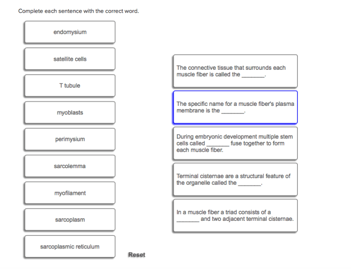 Choose the pair of terms that correctly completes this sentence